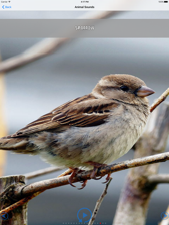 Screenshot #6 pour Images et des sons pour les tout-petits animaux