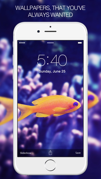 Fish Pictures – Fish Wallpapers & Backgrounds