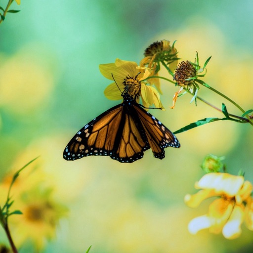 Butterflies Wallpapers HD| Quotes , Art Pictures