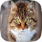 Icon Cute Kitten Cat Jigsaw Puzzle Games For Kids