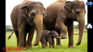 Screenshot #2 pour Le monde animal pour les bambins et enfants !