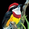 Birds of Peru - iPadアプリ