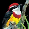 Birds of Peru App Feedback