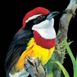 Birds of Peru App Contact