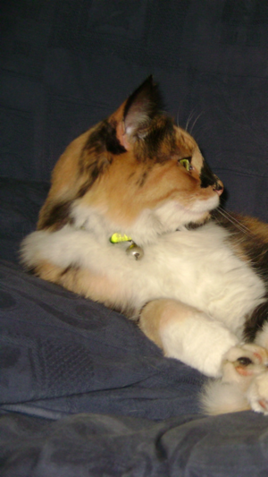 Sounds to scare cats(圖3)-速報App