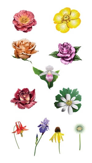 Roses and Flowers - Flower Art - Love, Friendship(圖3)-速報App