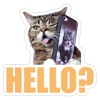 Felis Catus Kitty Sticker