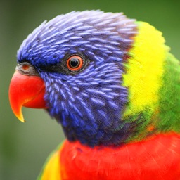 The Parrots Bible