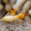 Termite Control:How to Get Rid of Them