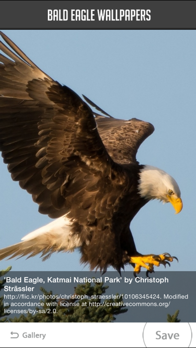 How to cancel & delete Bald Eagle Wallpapers from iphone & ipad 3