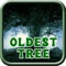 Oldest Tree - Hidden Object Game