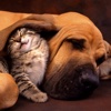Pet Photos and Videos - Loyal friends of human