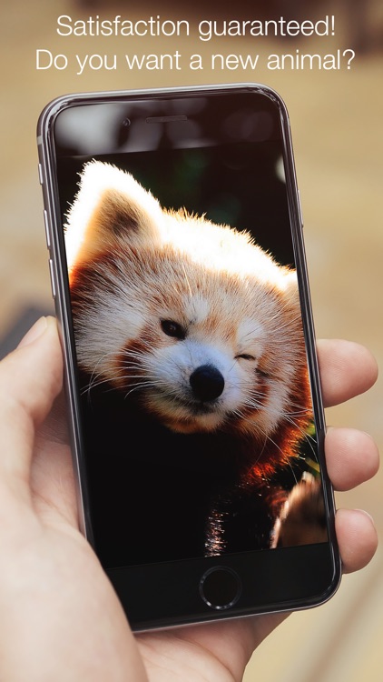 Animals fluffy, beautiful, lovely screenshot-4