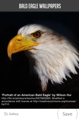 Game screenshot Bald Eagle Wallpapers apk