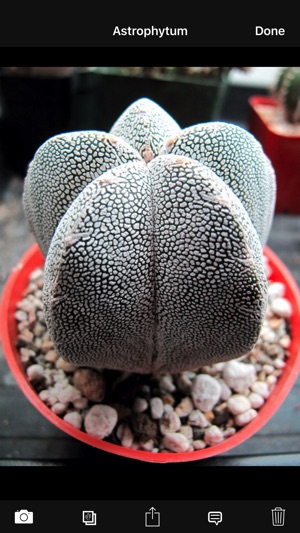 Cactus Album Lite(圖3)-速報App