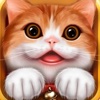 A Funny  Cat: Play with the little Animal