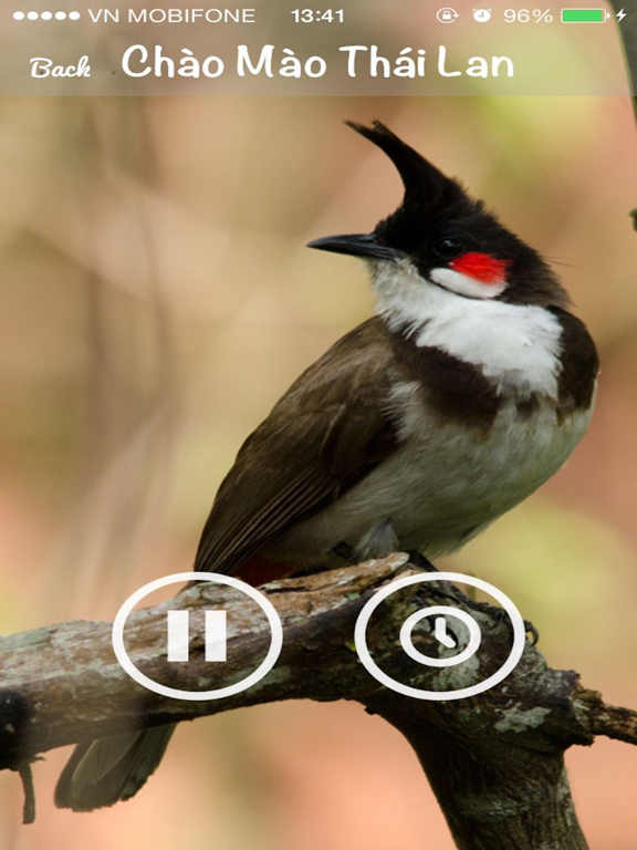 Tiếng chim hót - Sound Bird iPad screenshot