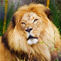 Photo Jigsaw Puzzle - Animal Collection