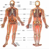 人类器官系统|人体骨骼构造大全 - 强 马