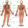 人类器官系统|人体骨骼构造大全 App Positive Reviews