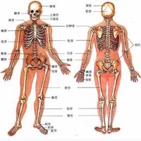 人类器官系统|人体骨骼构造大全 logo