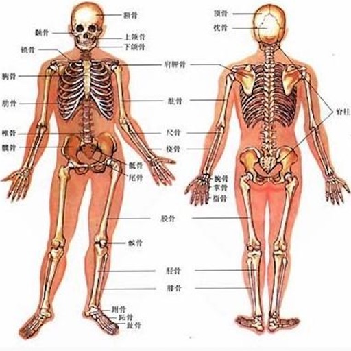 人类器官系统|人体骨骼构造大全