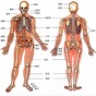 人类器官系统|人体骨骼构造大全 app download