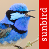 Bird Song Id Australia - Automatic Recognition - Mullen & Pohland GbR