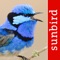 Identify birds of Australia by their Songs and Calls with this stunning guide