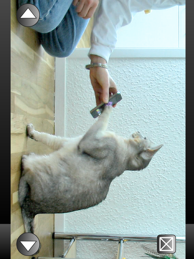 ‎Cat Clicker Training Screenshot