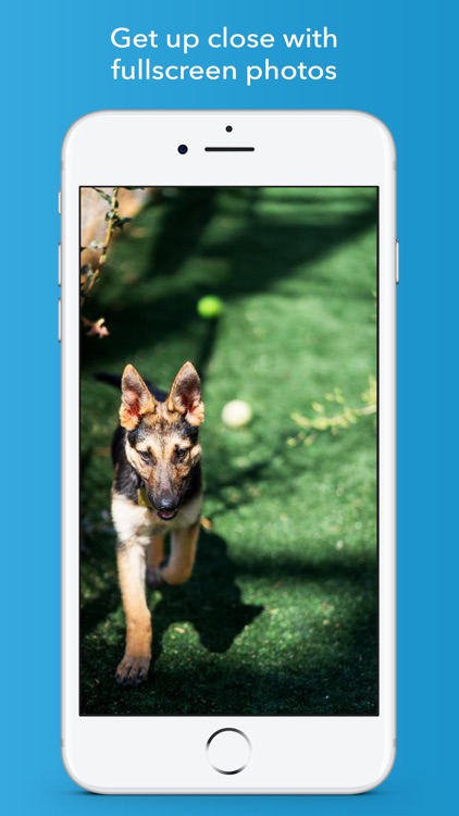 coMpanion - Pet Finder and Adoption Assistant screenshot-4