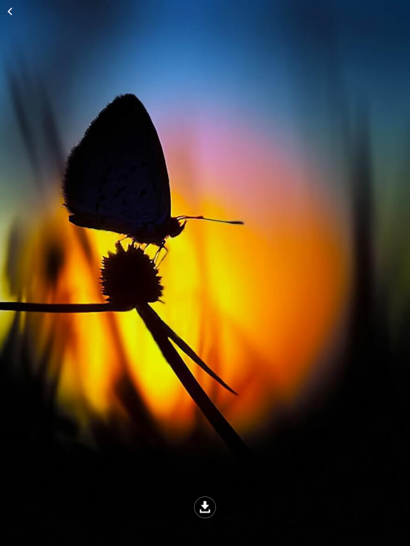 Screenshot #5 pour HD Wallpaper : Butterfly