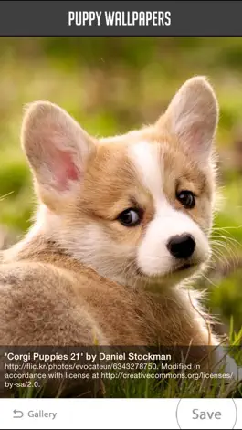 Game screenshot Puppy Wallpapers apk