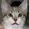 Talking Cat icon