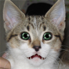 Talking Cat - Gigabyte Solutions Ltd