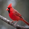 Cardinal Sound Effects - High Quality Bird Watching Sounds