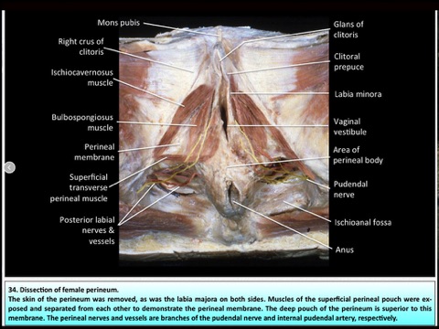 Abdomen important questions picture