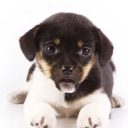 Talking Dog Читы