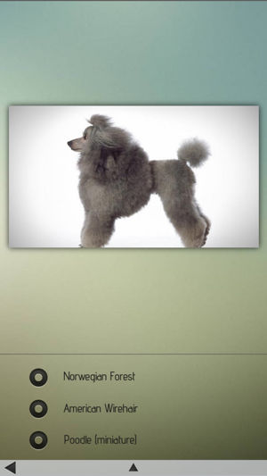 Cats and Dogs Breeds(圖5)-速報App