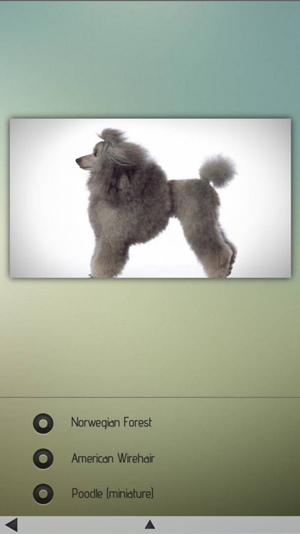 Cats and Dogs Breeds screenshot-4