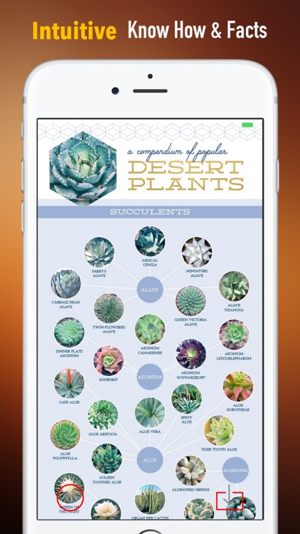Succulents Plant for Beginners:Care Tips and Guide