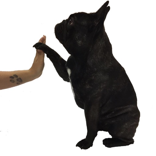 StickiT Frenchie - AppWisp.com