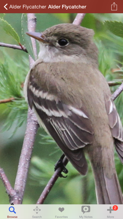 2000 Bird Species with Guides Screenshot