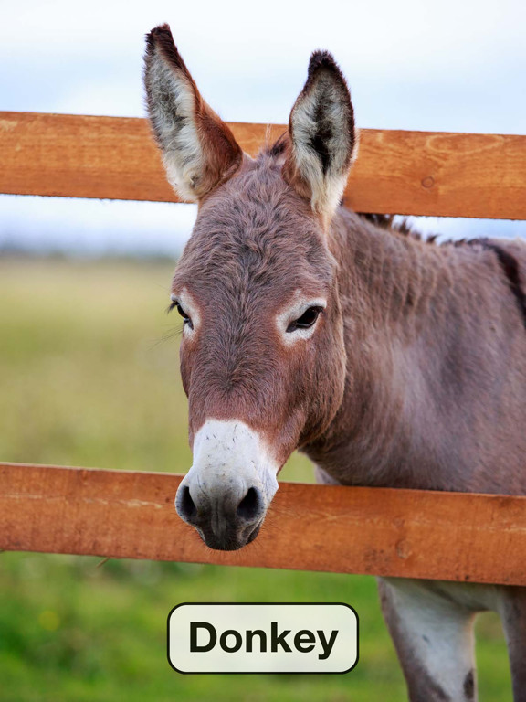 Toddler Games: Kids, Baby Learning Flashcards Free iPad screenshot 2 - Games app