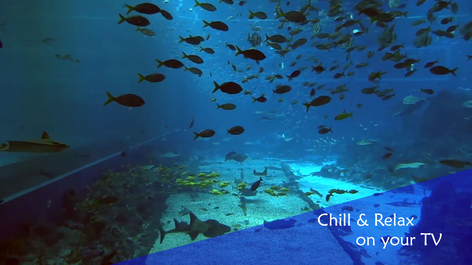 Chill & Relax TV Aquarium Cay Fish Tank HD Video screenshot 4
