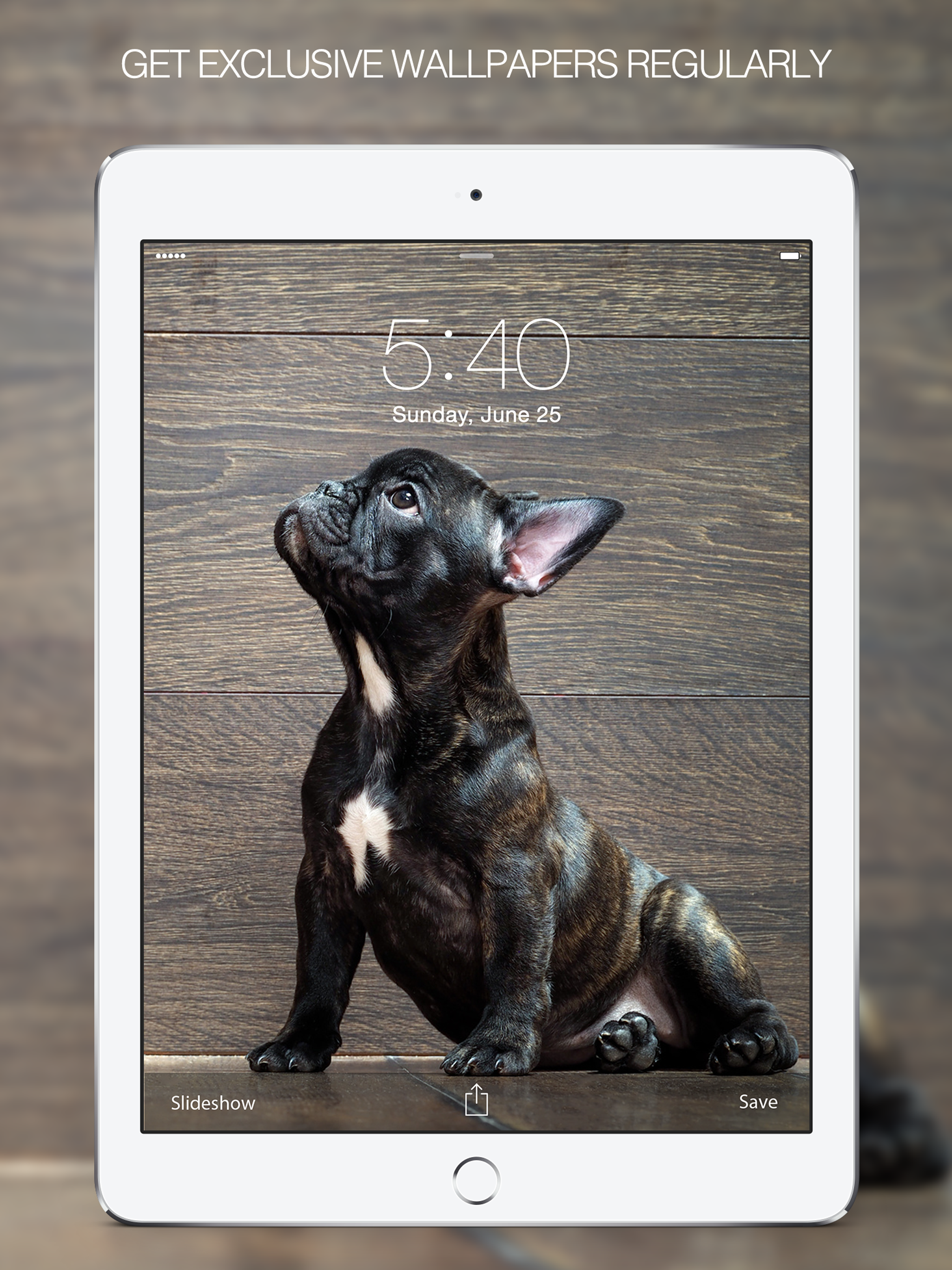 Puppy Wallpapers – Cute Puppy Pictures & Images