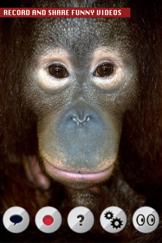 Talking Orangutan screenshot 2