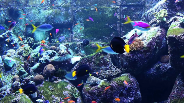 Screenshot #1 pour Real Aquariums HD