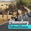 Pilanesberg Game Reserve