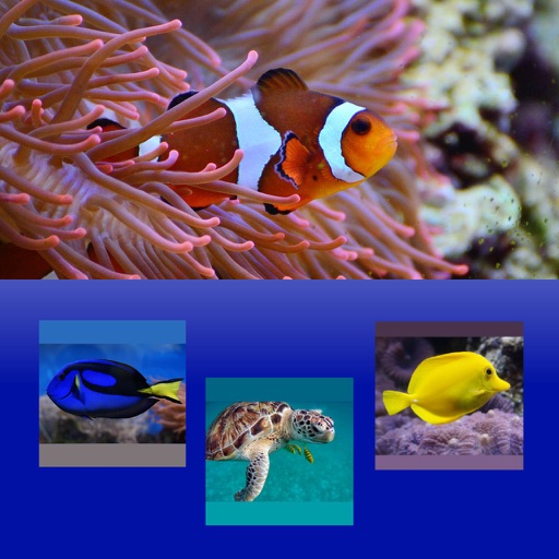 Which Is The Same Fish? for Clownfish and Friends iOS App